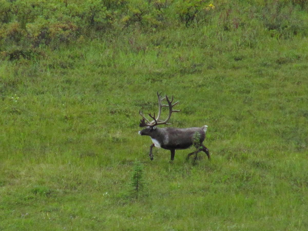 Caribou Lodge Alaska Talkeetna Eksteriør bilde