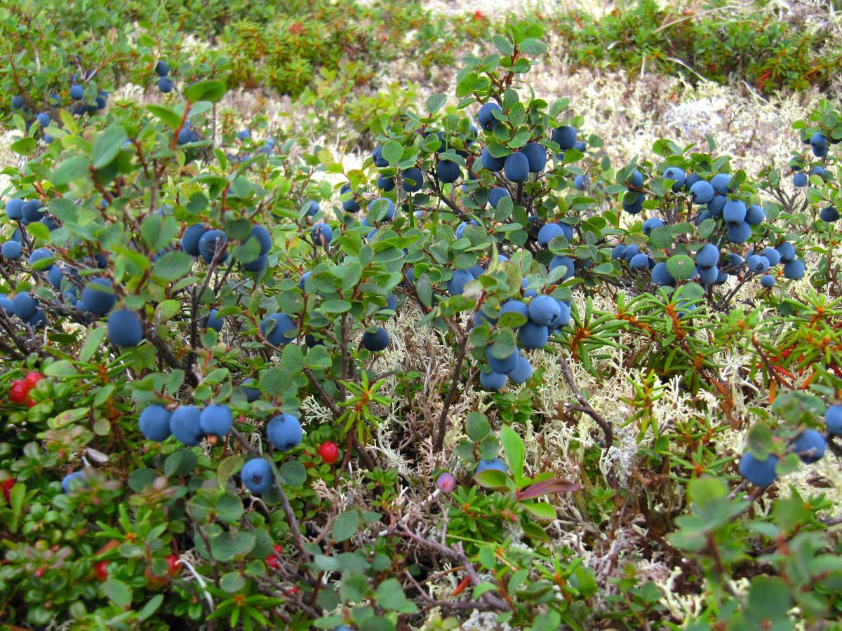 Caribou Lodge Alaska Talkeetna Eksteriør bilde