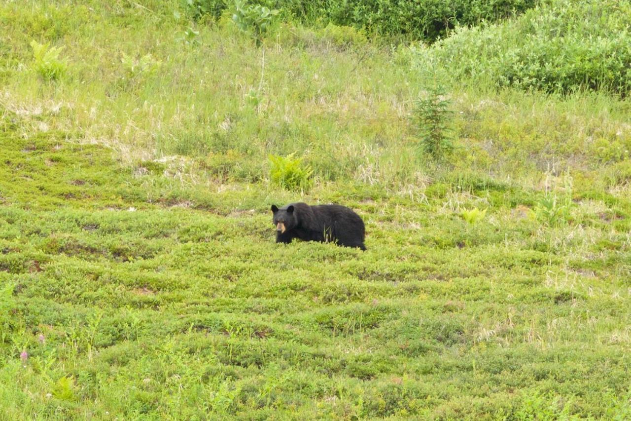 Caribou Lodge Alaska Talkeetna Eksteriør bilde