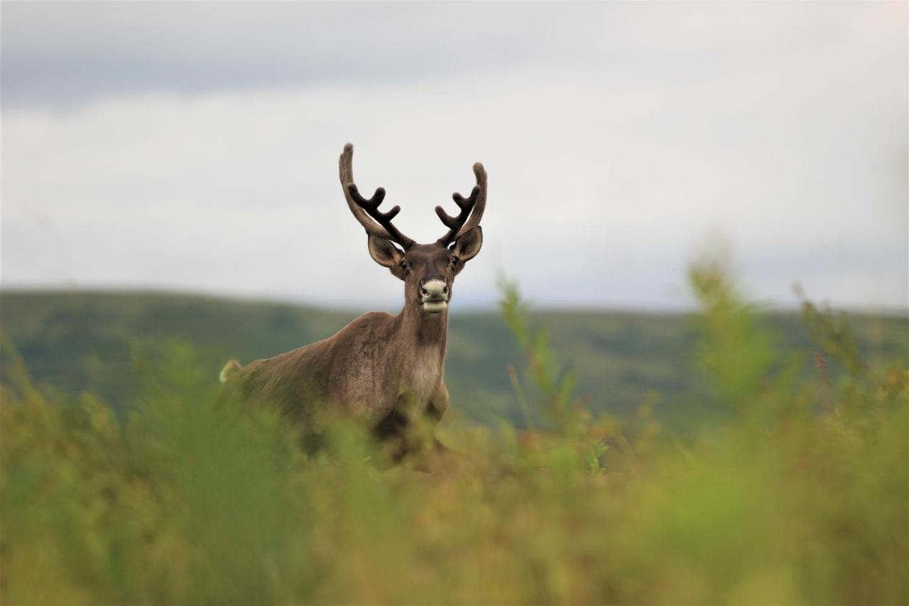 Caribou Lodge Alaska Talkeetna Eksteriør bilde