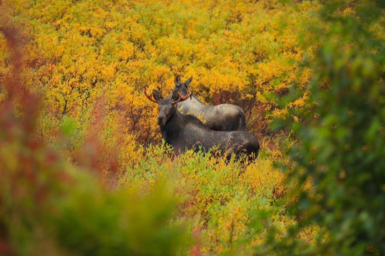 Caribou Lodge Alaska Talkeetna Eksteriør bilde