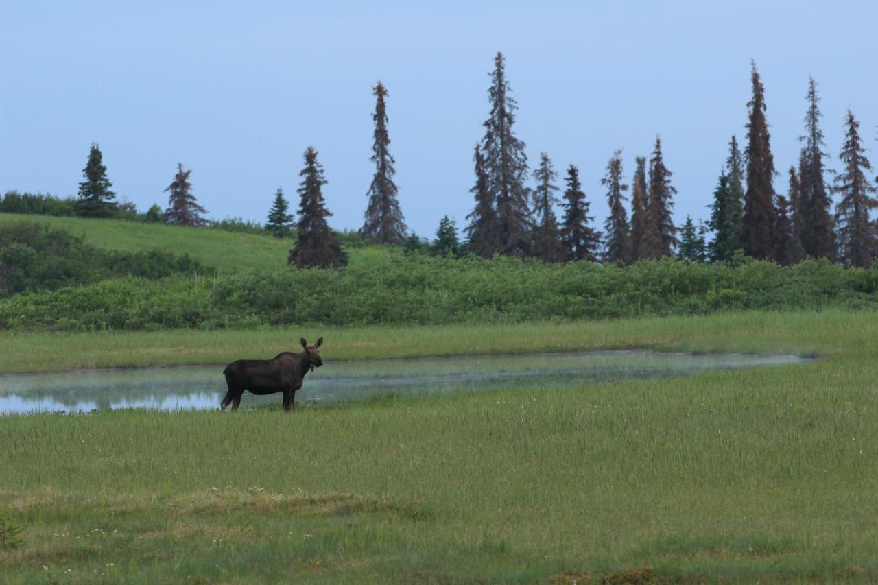 Caribou Lodge Alaska Talkeetna Eksteriør bilde